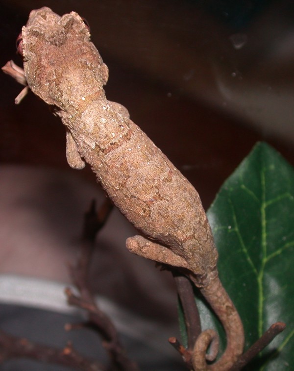 Female Chahoua A