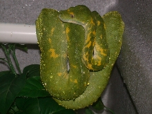 Biak