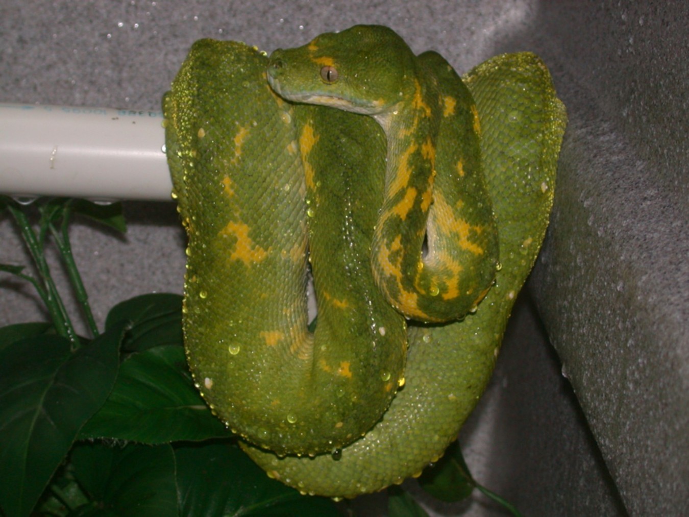 Biak