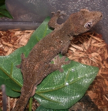 Male Chahoua A
