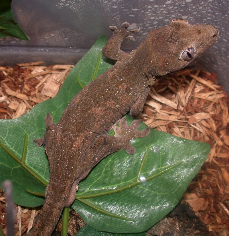 Male Chahoua A