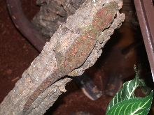 Male Mainland Chahoua