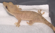 Female Sarasinorum