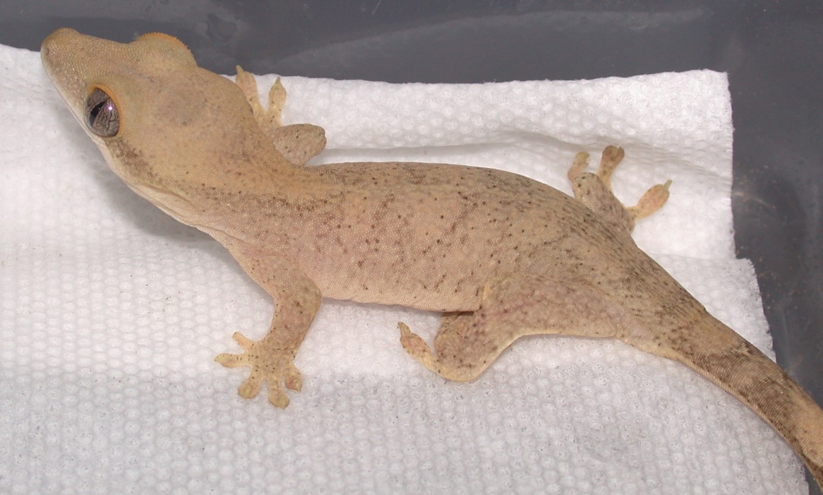 Female Sarasinorum