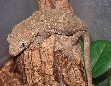 Male Chahoua B
