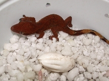 Sarasinorum right out of egg