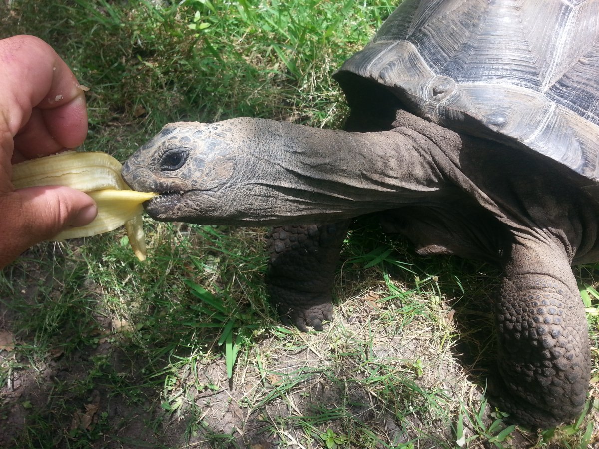Bailey banana