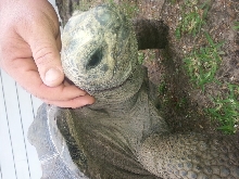 aldabra neck scratch