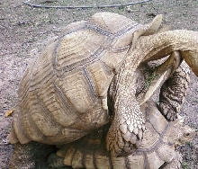 sulcatas mating