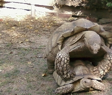 sulcatas mating2