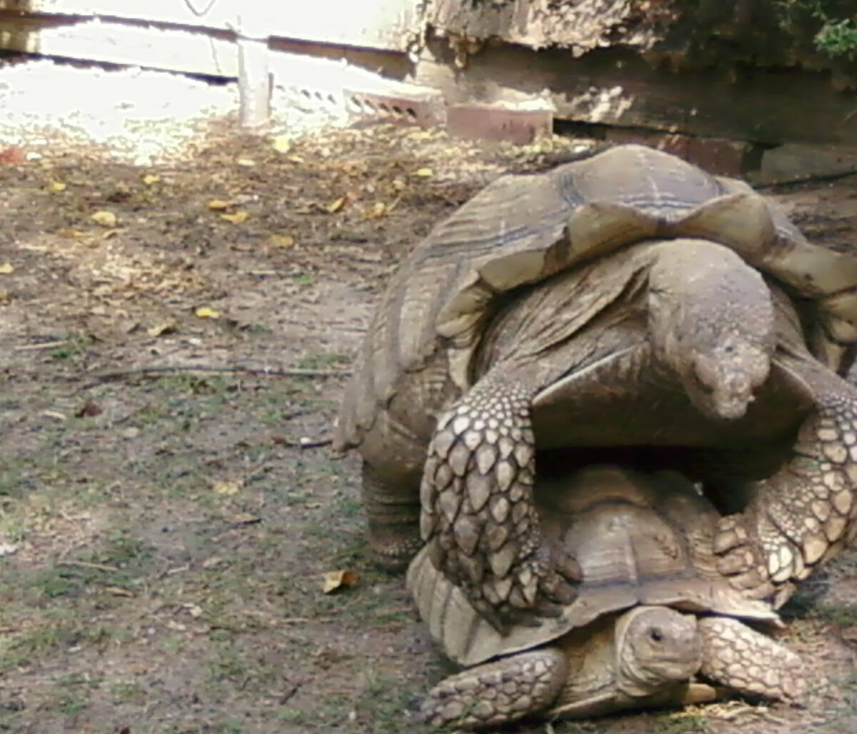 sulcatas mating2