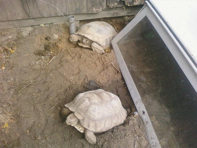 2 laying