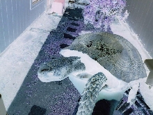 black mtn tort