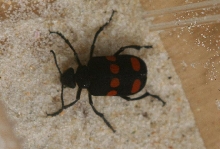 Help me identify this brazilian beetle
