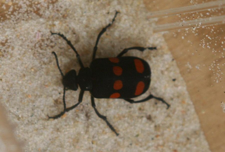 Help me identify this brazilian beetle