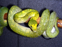 Anbraxas