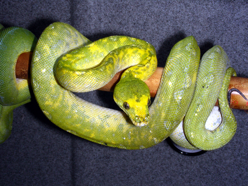 Anbraxas