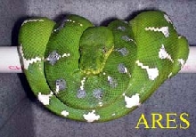 Ares