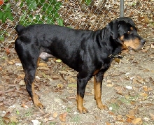 Beau