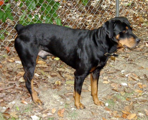 Beau