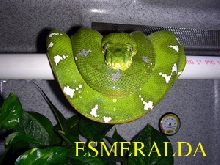 Esmeralda