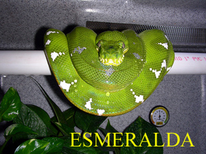 Esmeralda