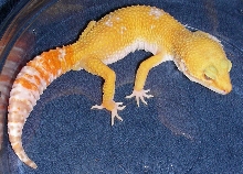 Tremper Sunglow Male Gecko