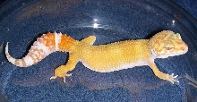 Tremper Sunglow Female Gecko