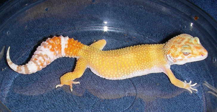 Tremper Sunglow Female Gecko