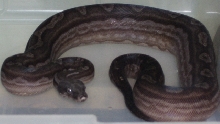 Argentine Boa