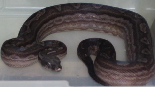 Argentine Boa