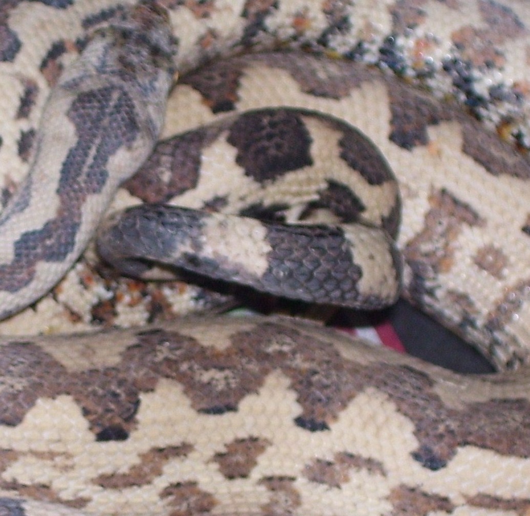 Paulsoni Breeding