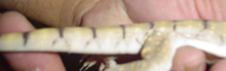 varanus griseus babie side shot-healthy