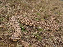 rusty red hognose