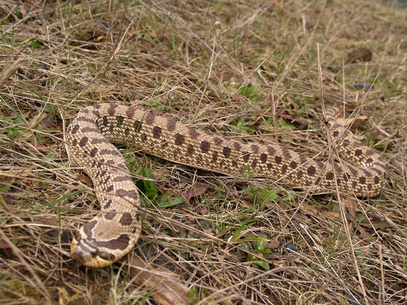 rusty red hognose