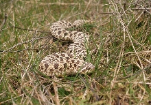 hognose long shot outside