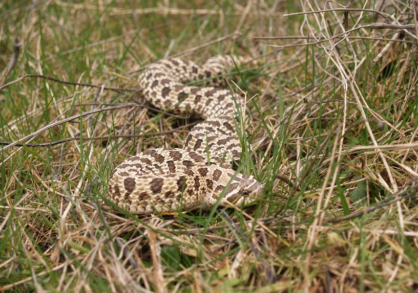 hognose long shot outside