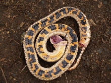 red rusty hognose playing dead