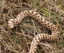 red normal hognose shot outside