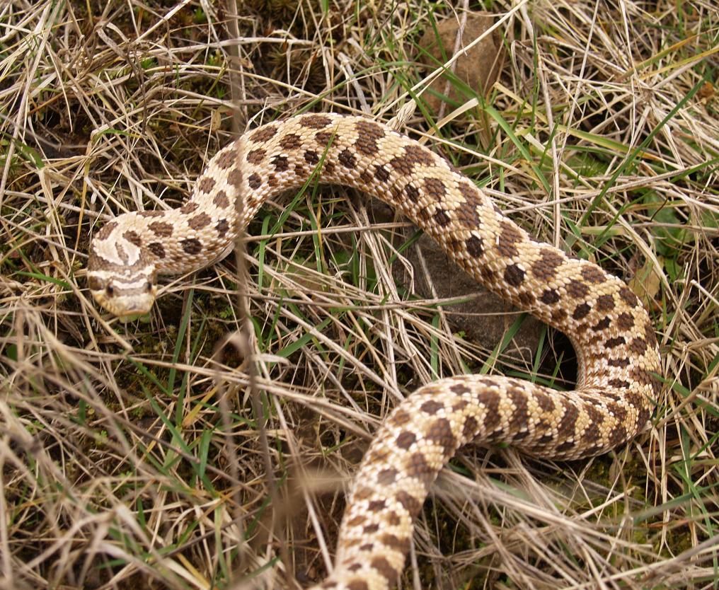 red normal hognose shot outside