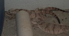 Varanus Griseus Griseus breeding---4-7-09