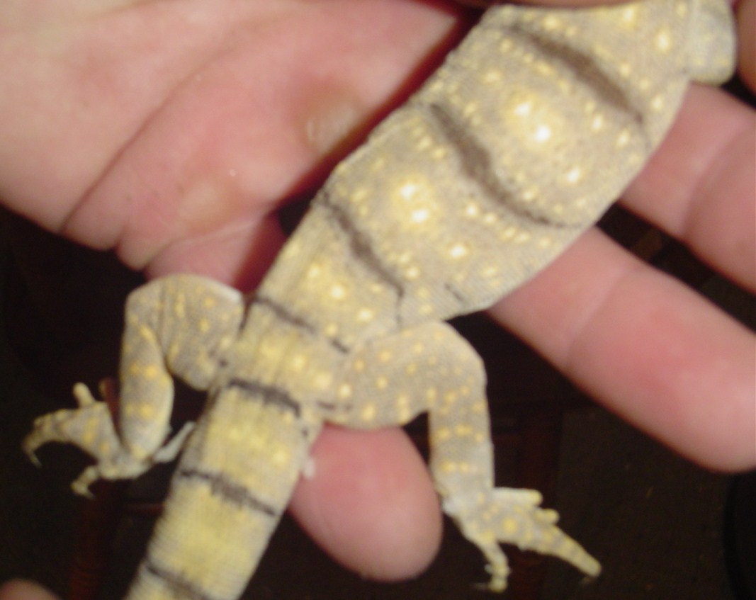 varanus griseus baby healthy