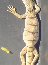 varanus griseus bloated shot of dorsal-still alive