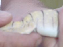 Varanus griseus baby bloated-still alive