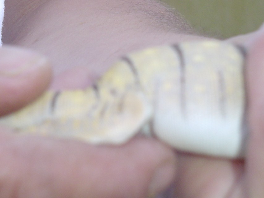 Varanus griseus baby bloated-still alive