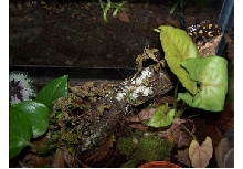 spotted salamander tank