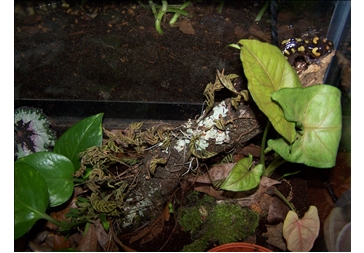 spotted salamander tank