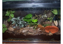 spotted salamander tank