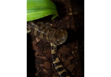 Pete