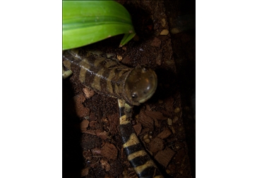 Pete